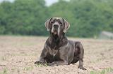 DOGUE ALLEMAND 447